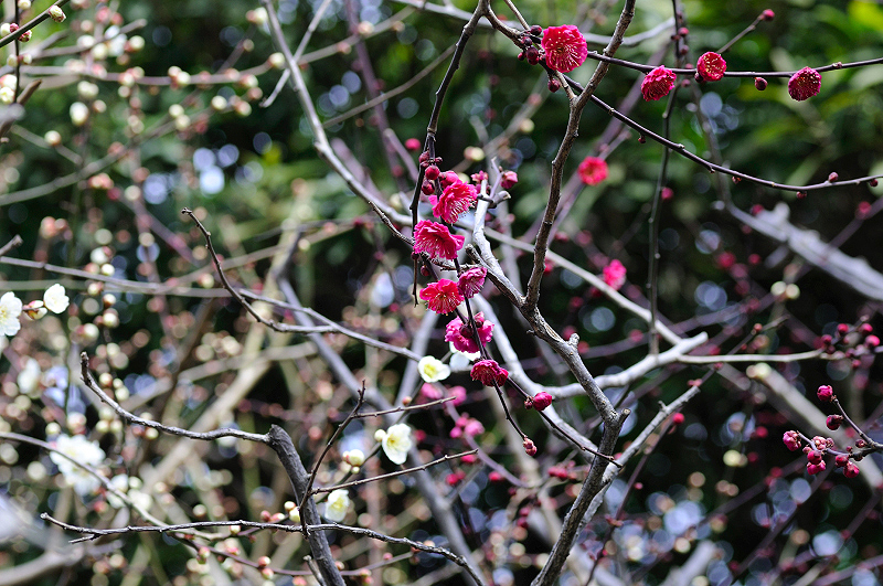 image0239
