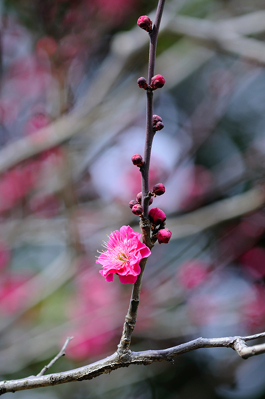 image0263