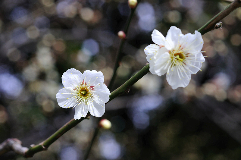 image0268