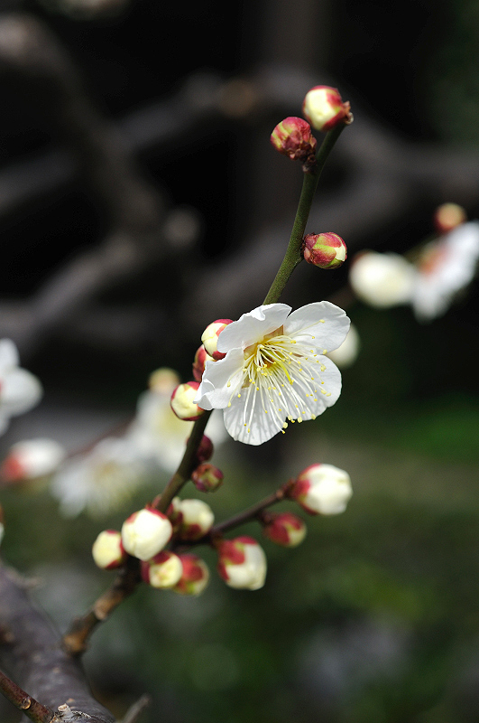 image0274