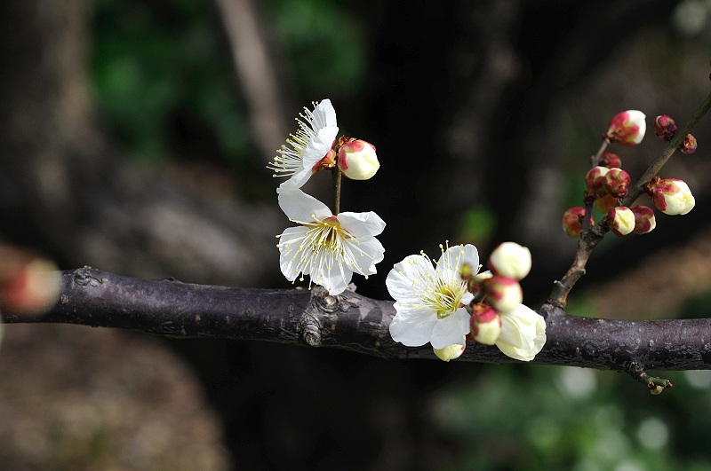 image0275