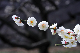 image0147
