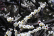 image0155