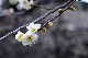image0192
