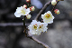 image0195