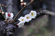 image0214