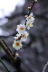 image0215