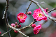 image0253
