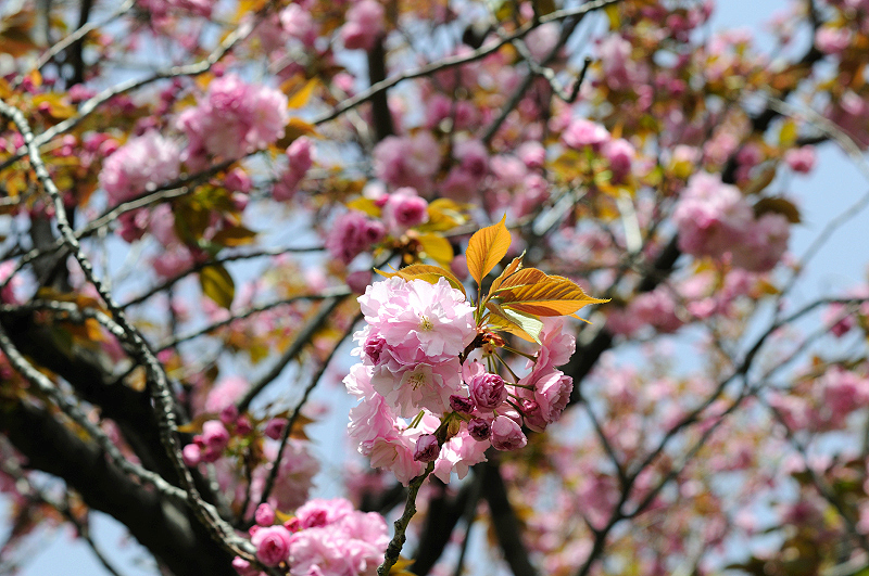 image0075