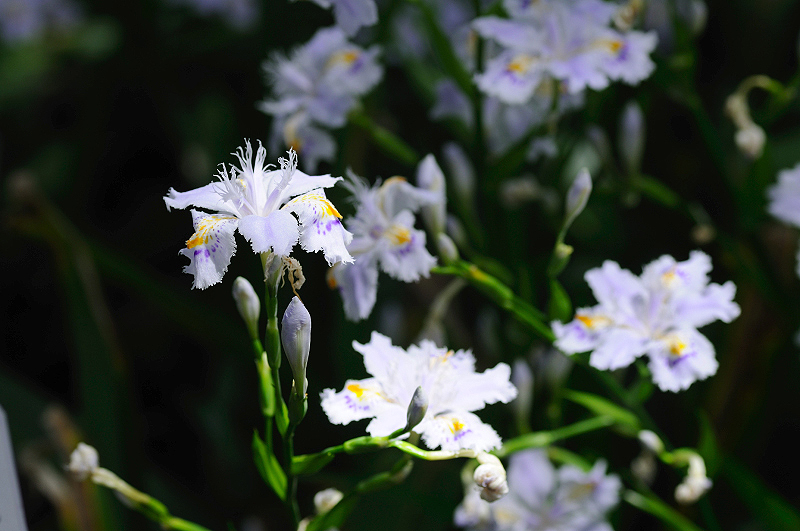 image0104