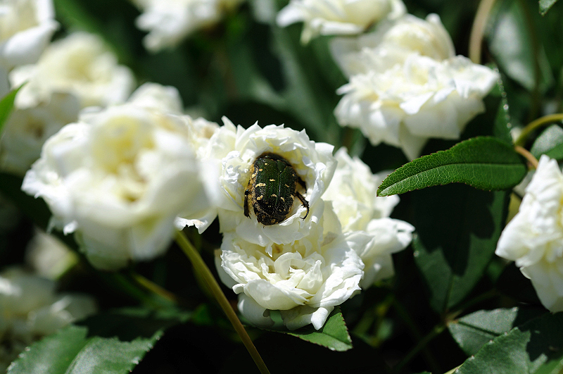 image0084