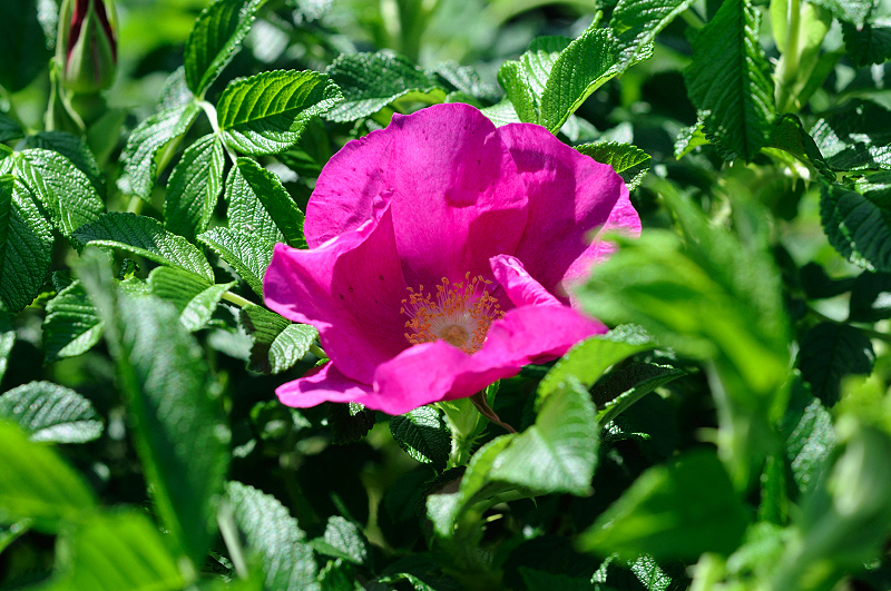 image0097