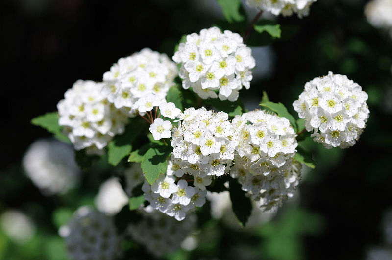 image0100