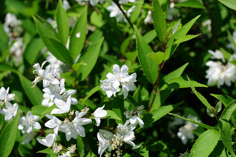 image0105