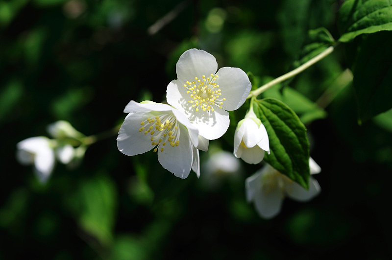 image0106
