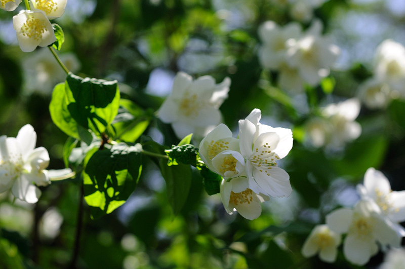 image0108