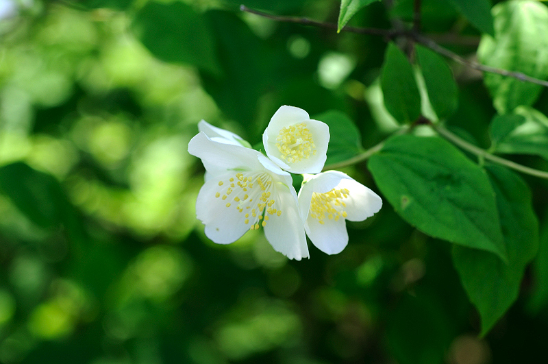 image0109