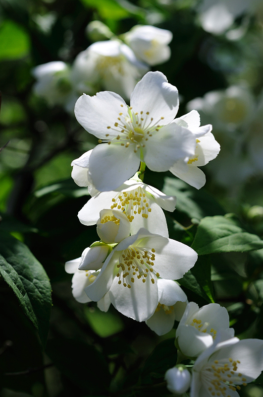image0110