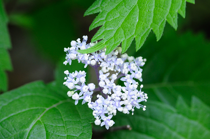 image0131