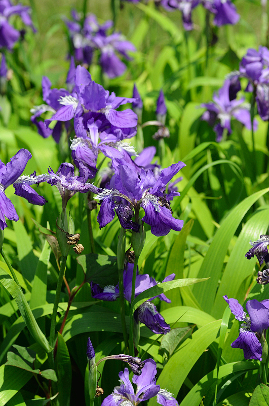 image0132