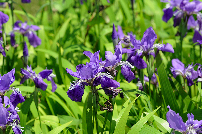 image0133
