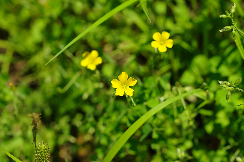 image0155
