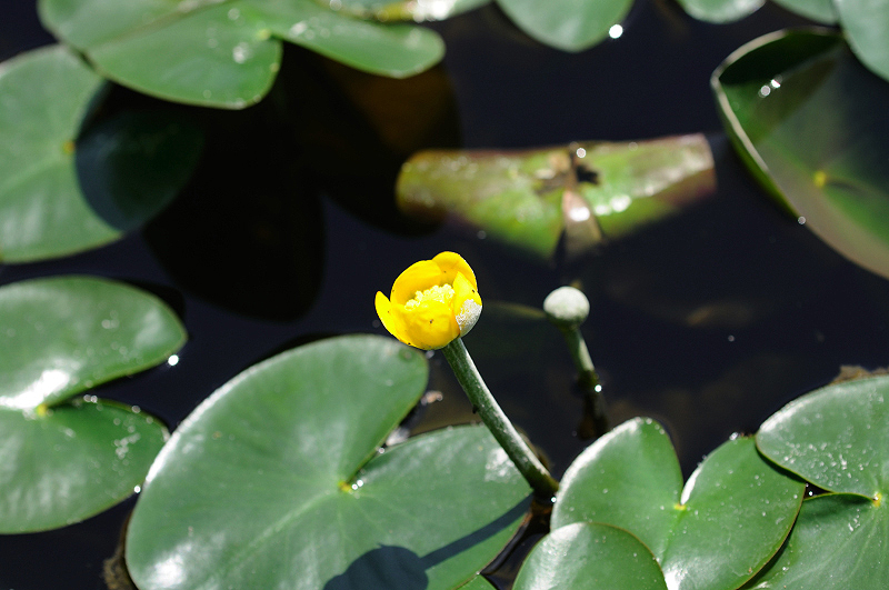 image0162