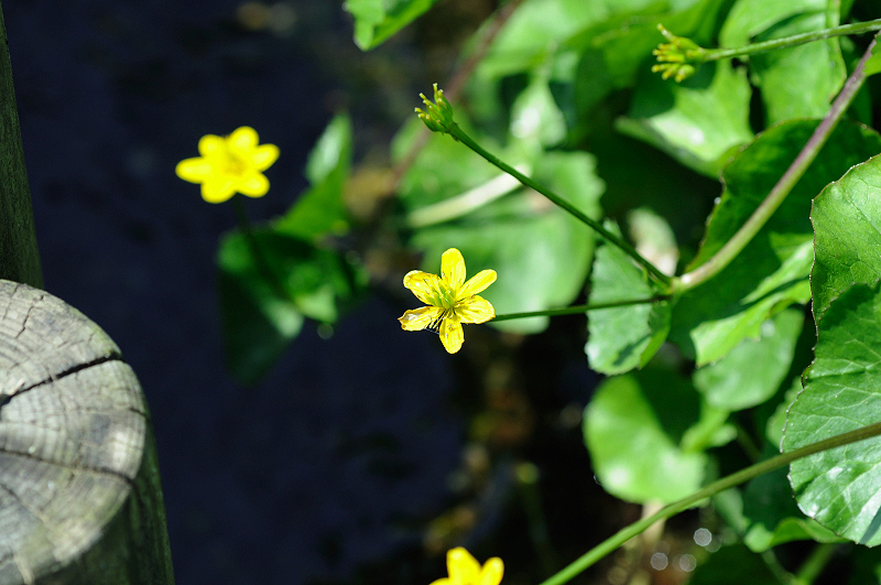 image0172