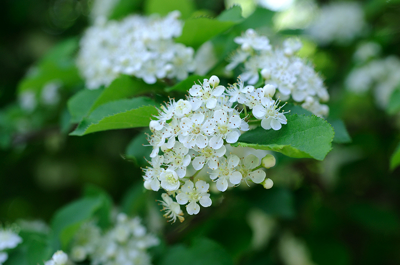image0177