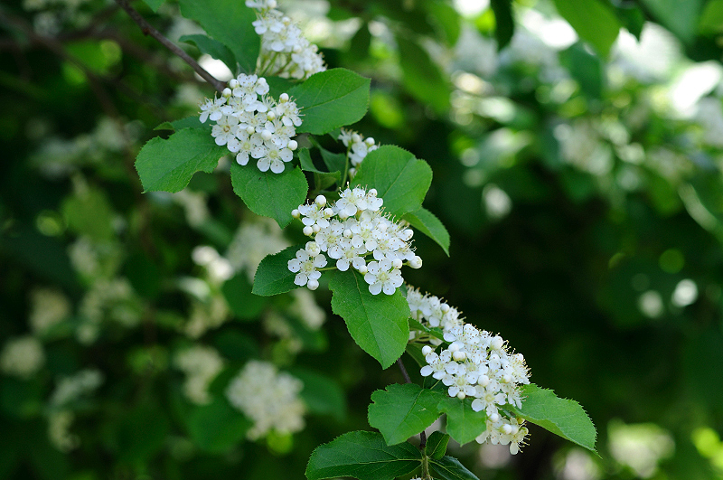 image0179
