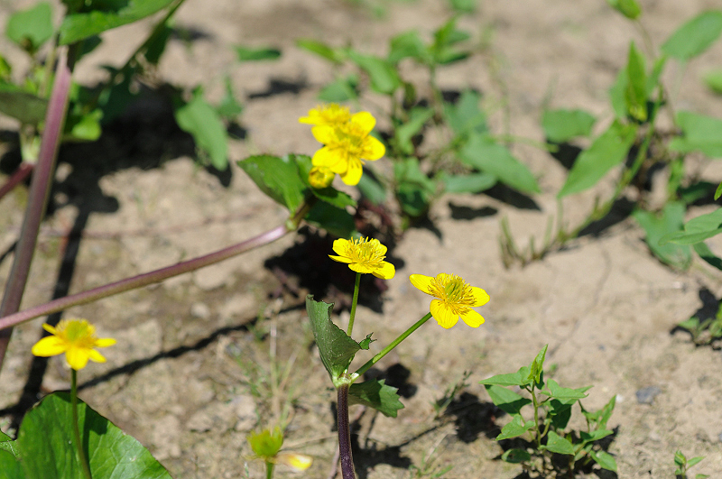 image0184