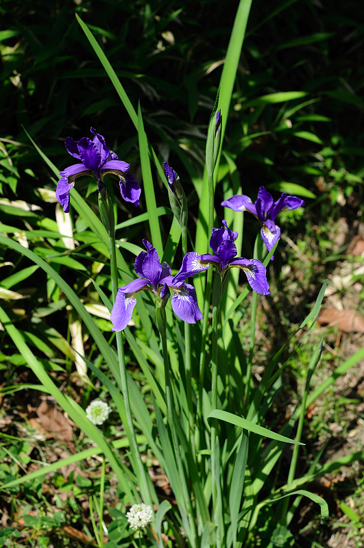 image0186