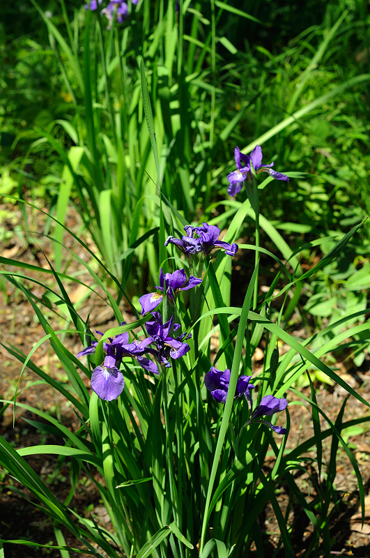 image0193