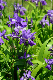 image0132