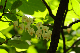 image0138