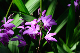 image0166