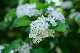 image0177
