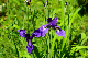 image0195