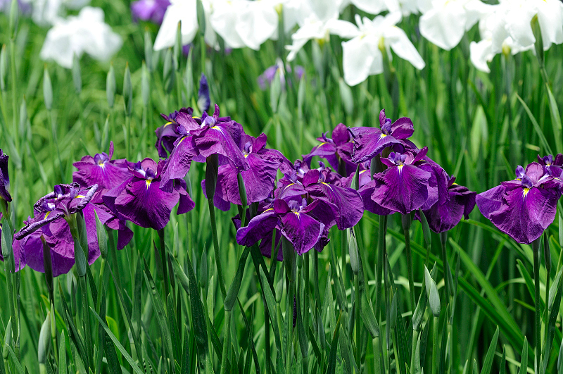 image0168