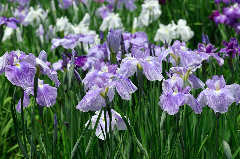 image0172