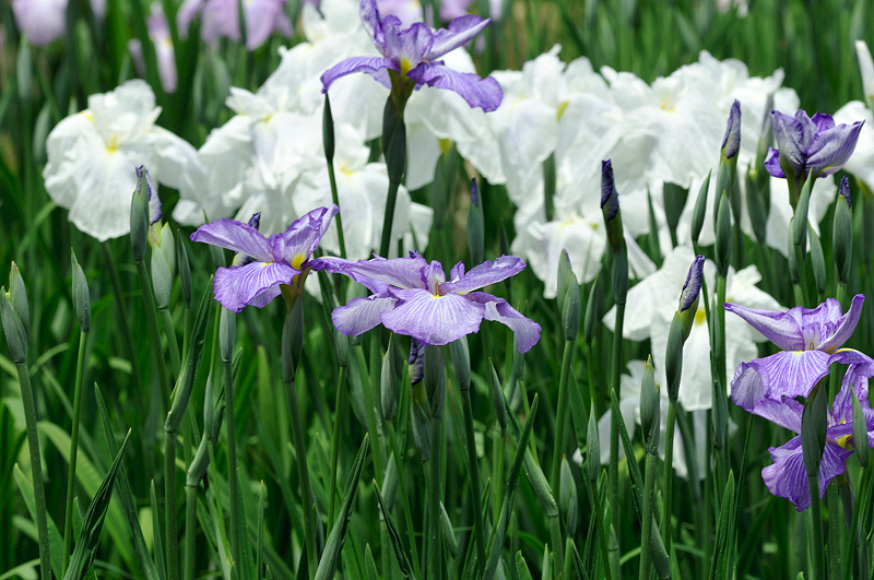 image0173