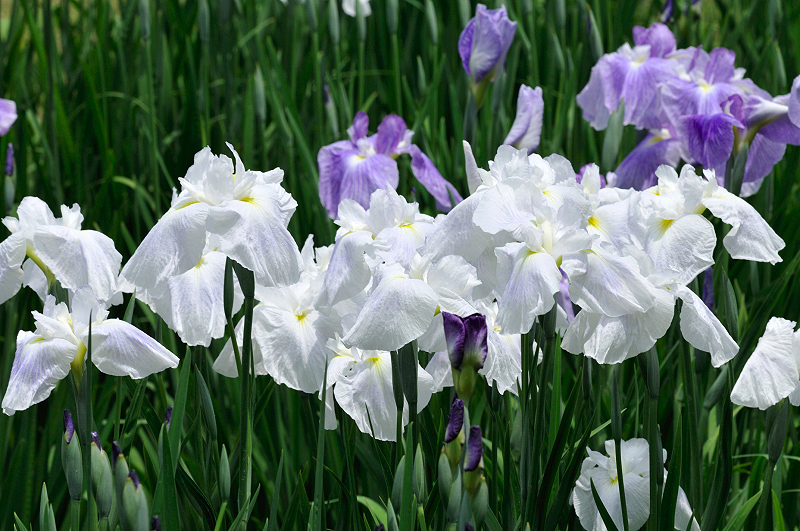 image0178