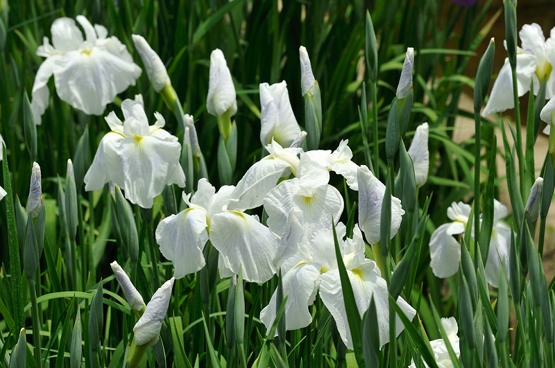 image0187