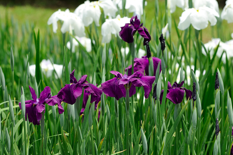 image0190