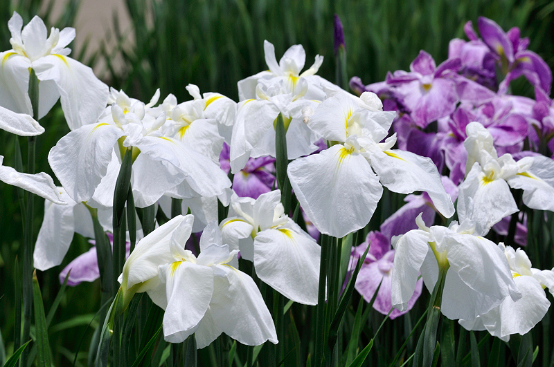 image0198