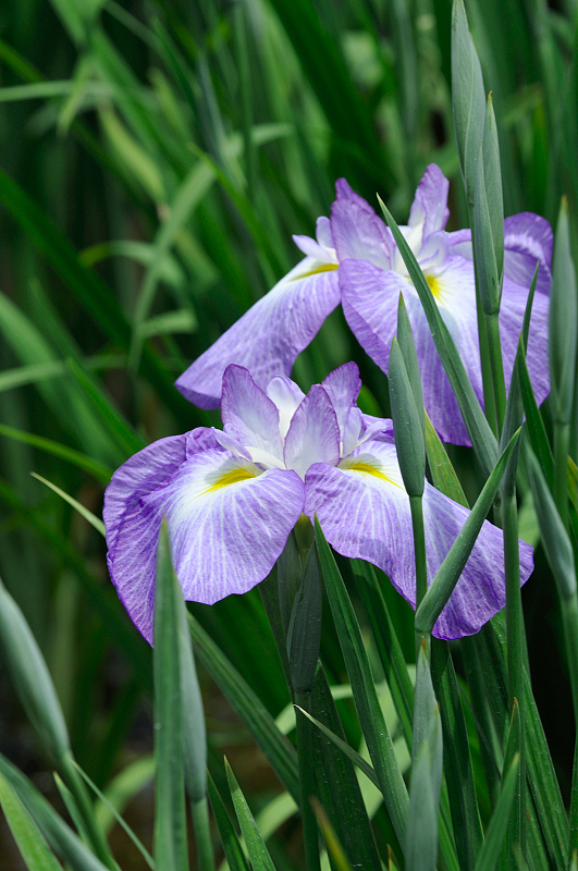 image0204