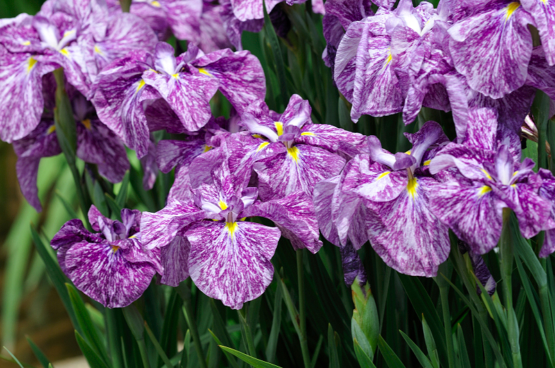 image0206