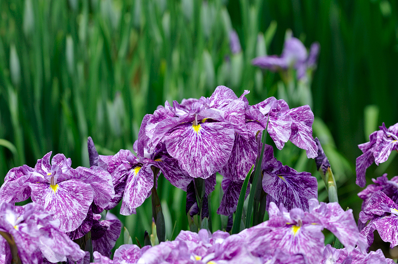 image0207
