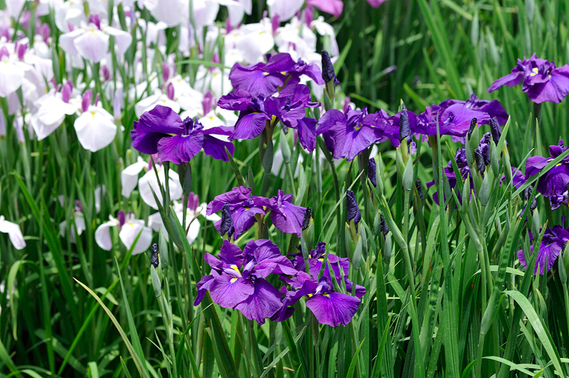 image0217