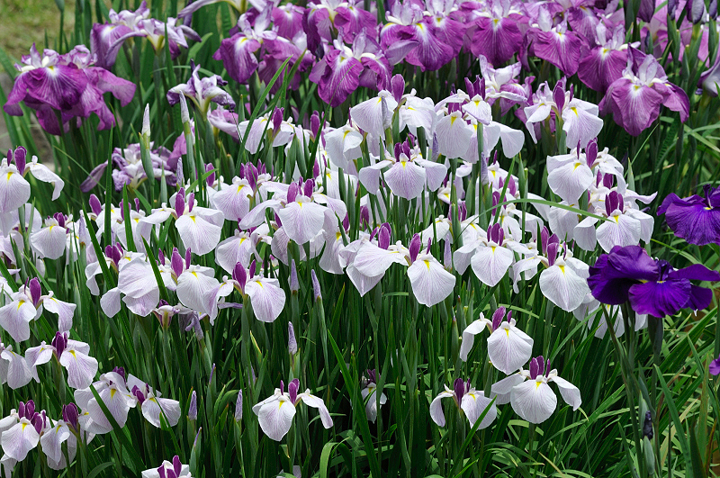 image0221